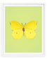 Limone (Gonepteryx Amintha)