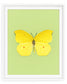Limone (Gonepteryx Amintha)