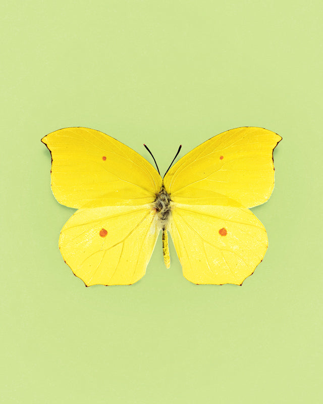 Limone (Gonepteryx Amintha)