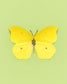 Limone (Gonepteryx Amintha)