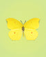 Limone (Gonepteryx Amintha)