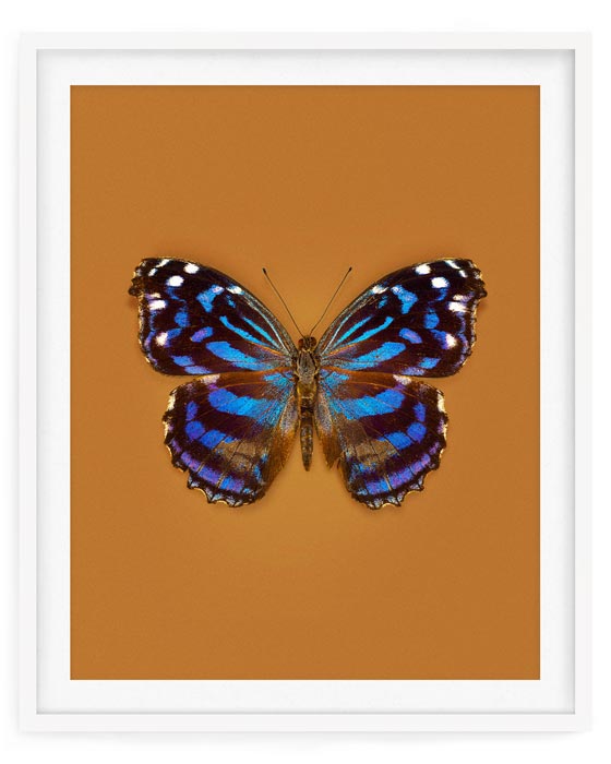 Mexican Bluewing (Myscelia Ethusa)