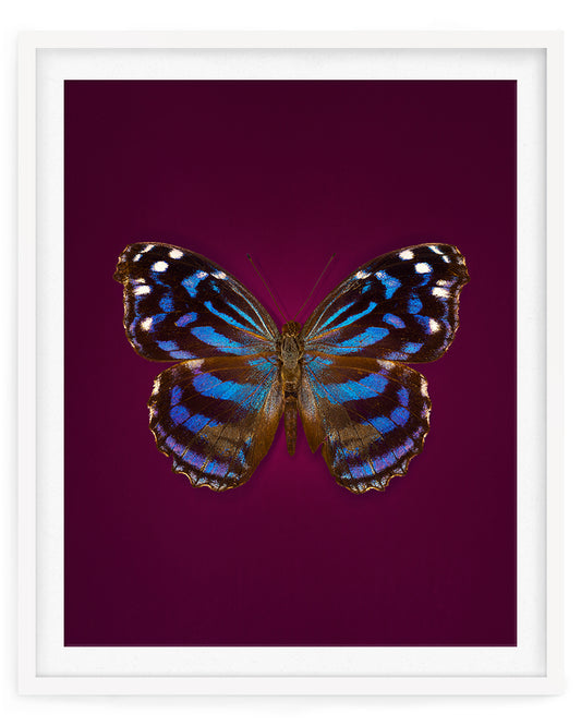 Mexican Bluewing (Myscelia ethusa)