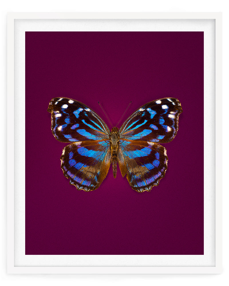Mexican Bluewing (Myscelia Ethusa)
