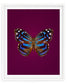 Mexican Bluewing (Myscelia Ethusa)