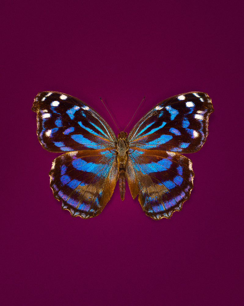 Mexican Bluewing (Myscelia Ethusa)