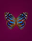 Mexican Bluewing (Myscelia Ethusa)