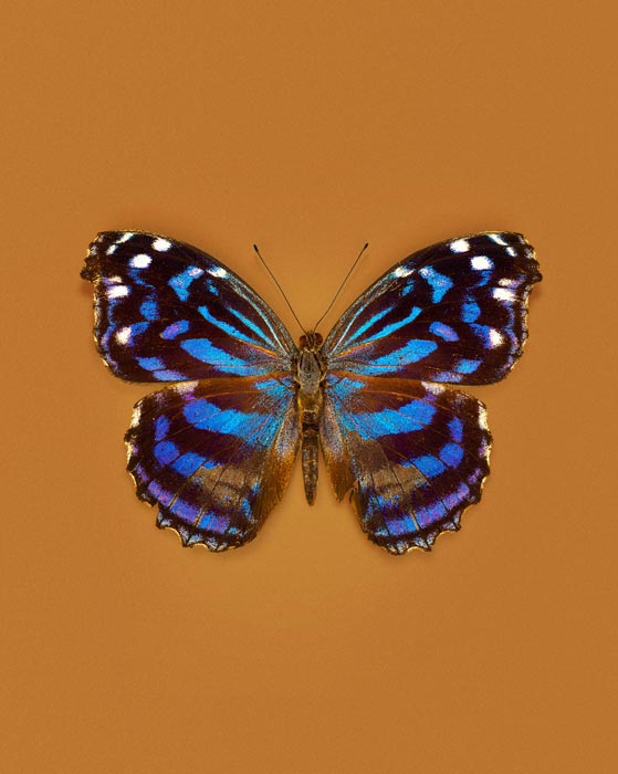 Mexican Bluewing (Myscelia Ethusa)
