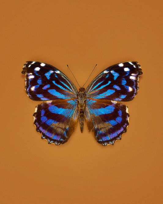 Mexican Bluewing (Myscelia Ethusa)
