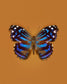Mexican Bluewing (Myscelia Ethusa)