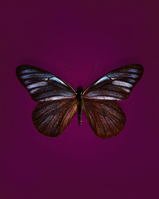 Midnight (Pereute Charops)