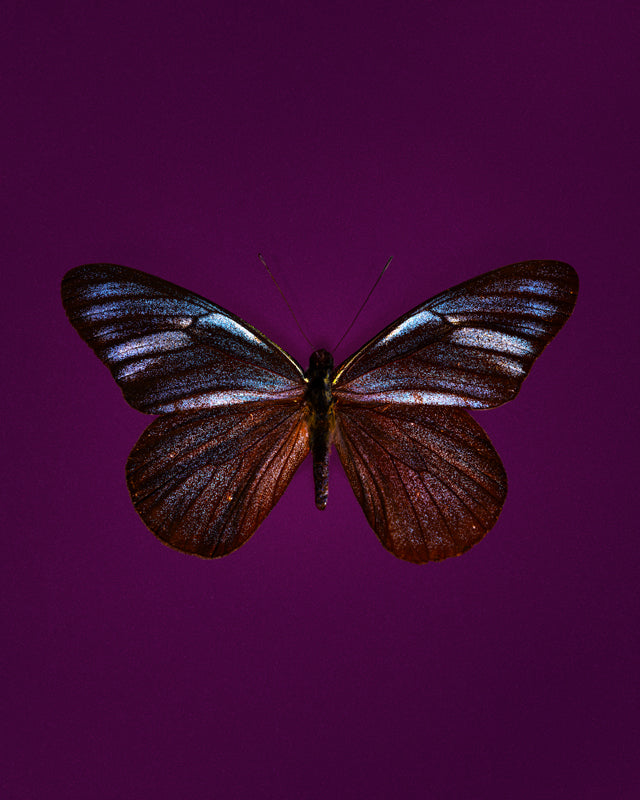 Midnight (Pereute Charops)