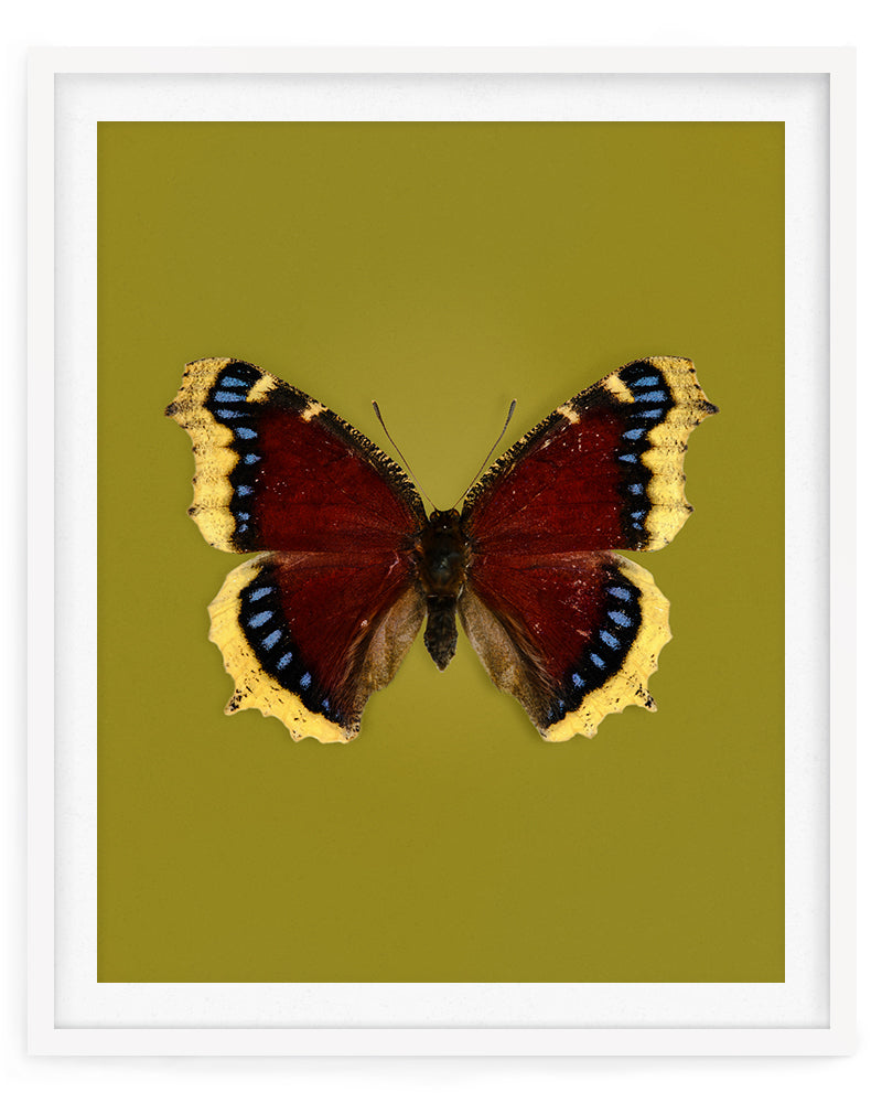 Mourning Cloak (Nymphalis Antiopa)
