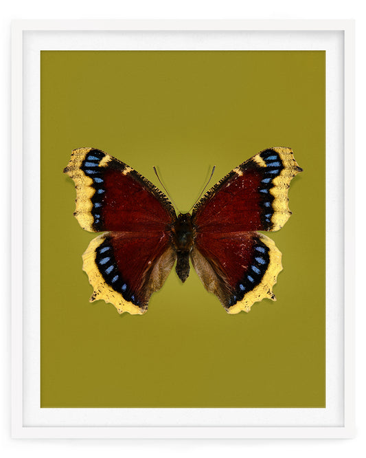Mourning Cloak (Nymphalis antiopa)