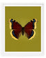 Mourning Cloak (Nymphalis antiopa)