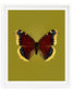 Mourning Cloak (Nymphalis Antiopa)