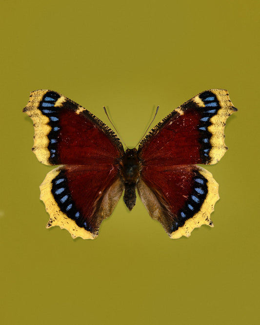 Mourning Cloak (Nymphalis antiopa)