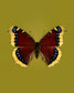 Mourning Cloak (Nymphalis Antiopa)