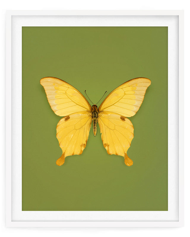 Noble (Papilio Nobilis)
