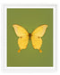 Noble (Papilio Nobilis)