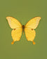 Noble (Papilio Nobilis)