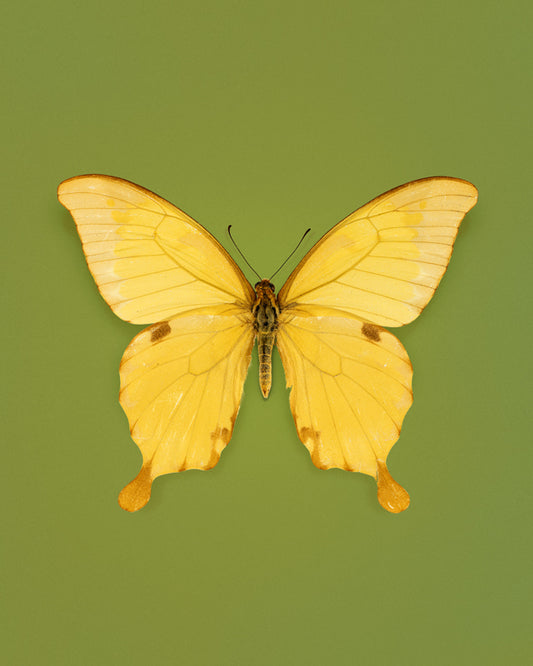 Noble (Papilio nobilis)