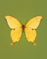 Noble (Papilio nobilis)