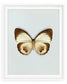 Palmfly (Elymnias Agondas)