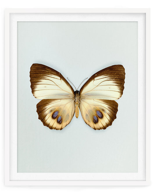 Palmfly (Elymnias agondas)