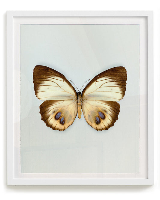 Palmfly (Elymnias agondas)