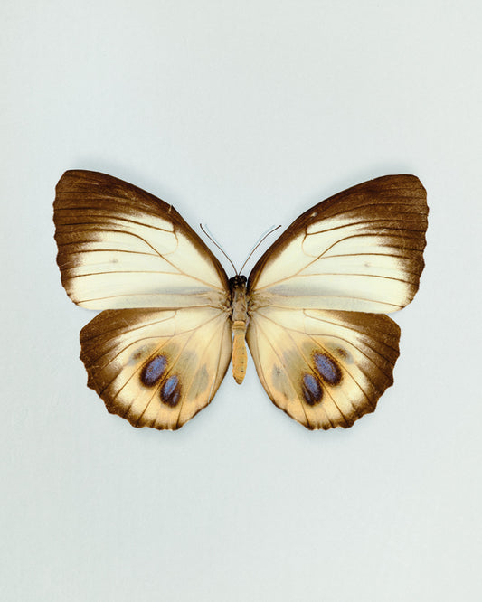 Palmfly (Elymnias agondas)