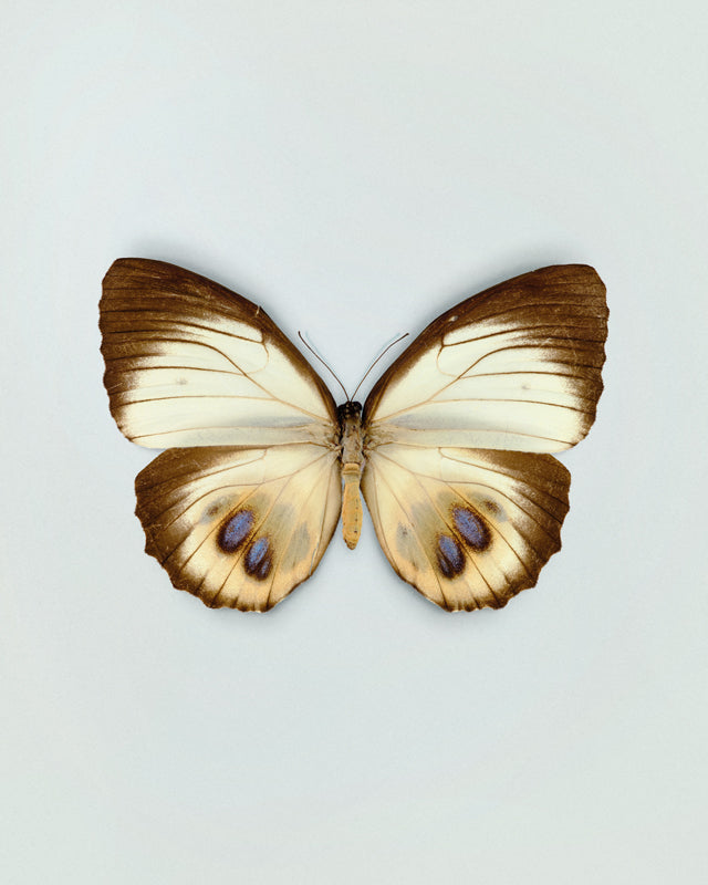 Palmfly (Elymnias Agondas)
