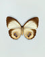 Palmfly (Elymnias Agondas)