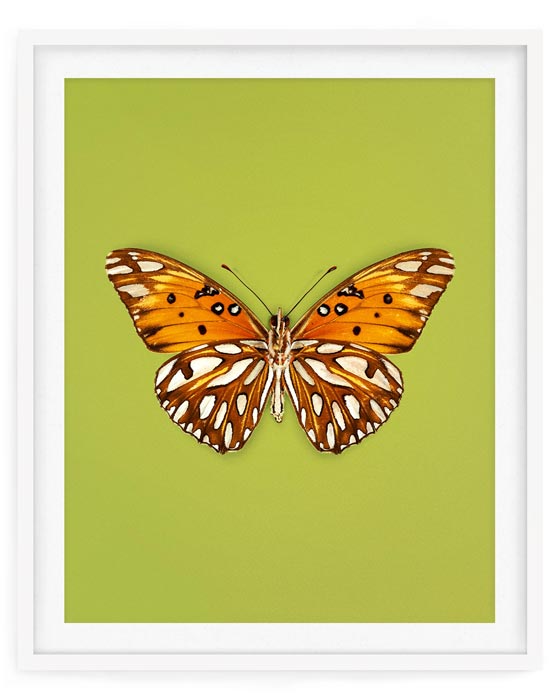 Passion (Gulf Fritillary)