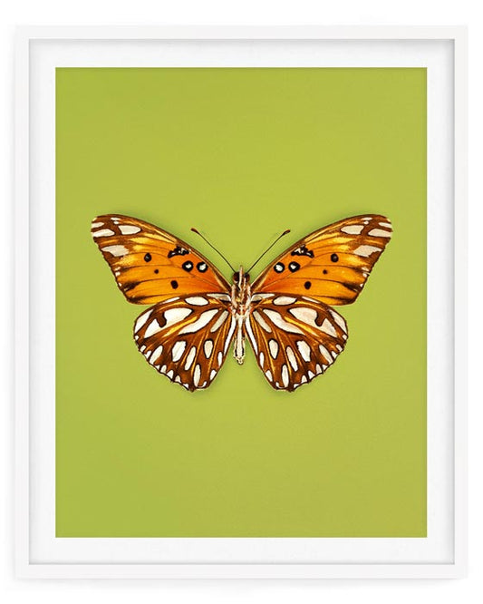 Passion (Gulf Fritillary)