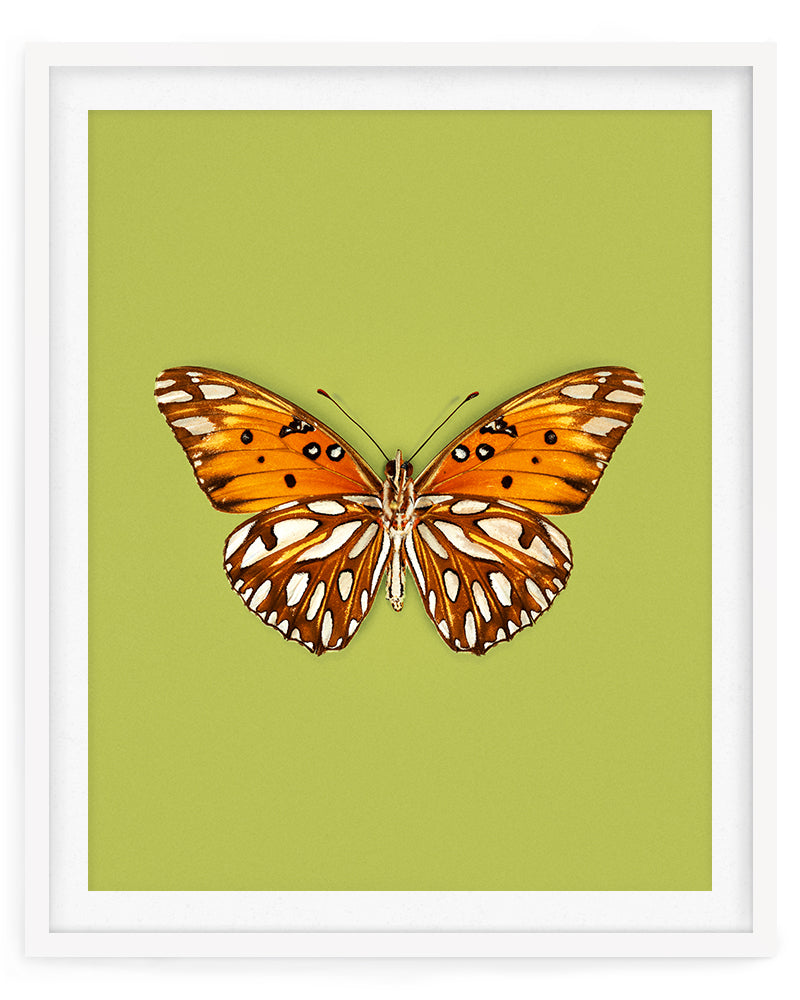 Passion (Gulf Fritillary)
