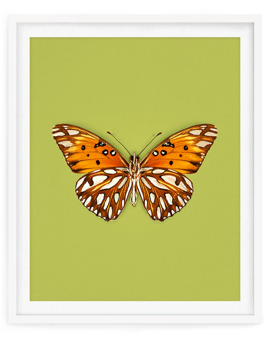 Passion (Gulf Fritillary)