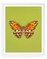Passion (Gulf Fritillary)