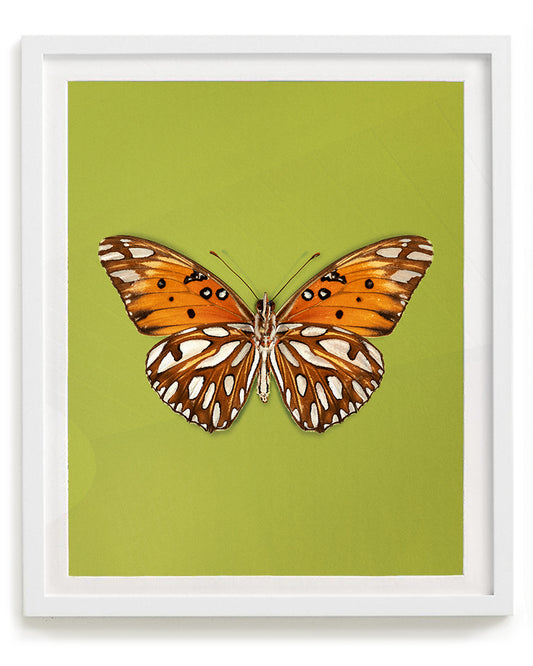 Passion (Gulf fritillary)