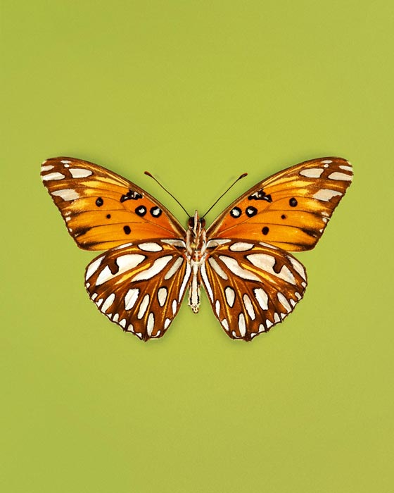 Passion (Gulf Fritillary)