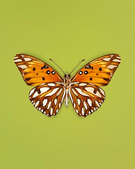 Passion (Gulf Fritillary)