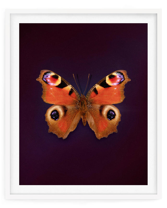 Peacock (Aglais Io)