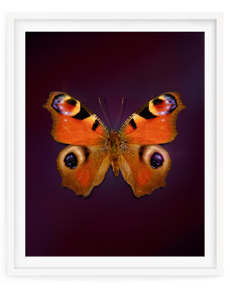 Peacock (Aglais io)