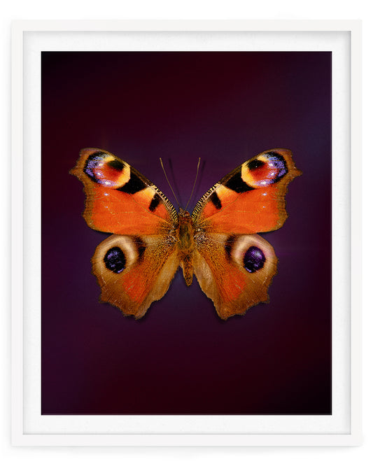 Peacock (Aglais io)
