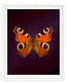 Peacock (Aglais io)