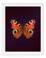 Peacock (Aglais Io)