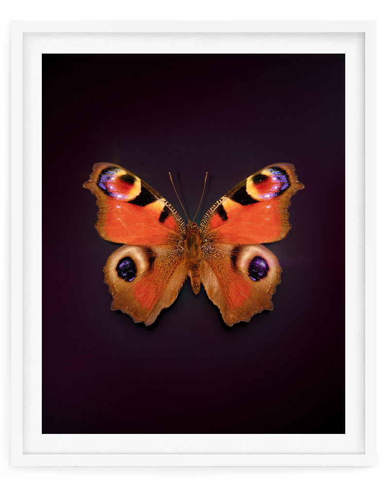 Peacock (Aglais Io)
