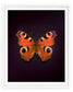 Peacock (Aglais Io)