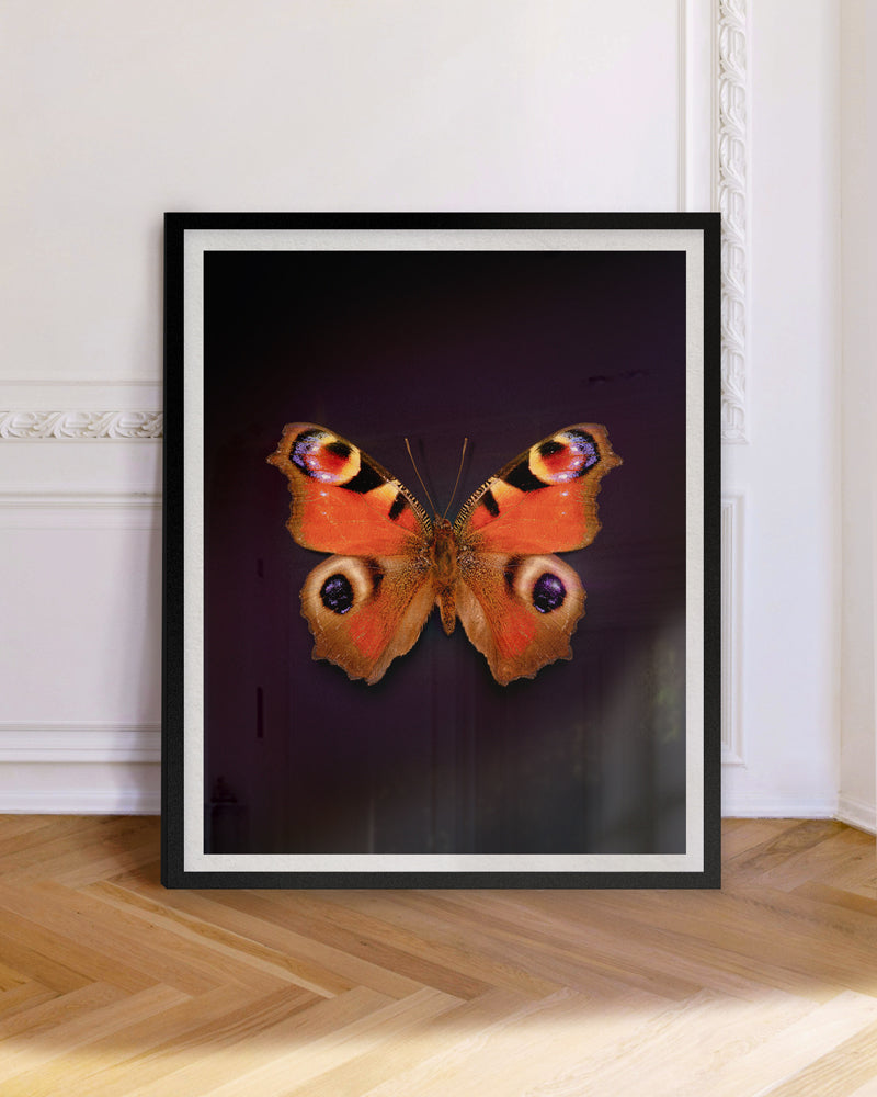 Peacock (Aglais Io)