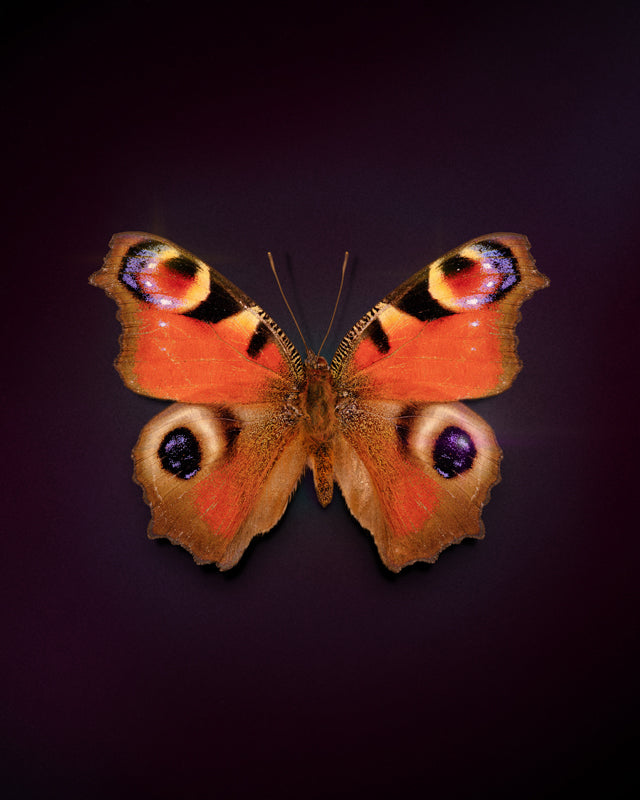 Peacock (Aglais Io)
